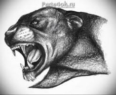 Черно белый эскиз рычащей злой пантеры с клыками